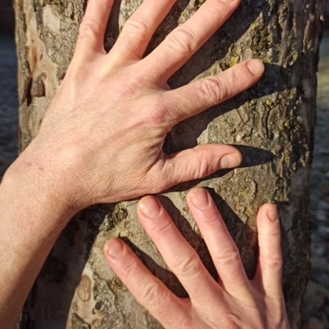 2 Hände untereinander - Finger gespreizt - an einem Baum